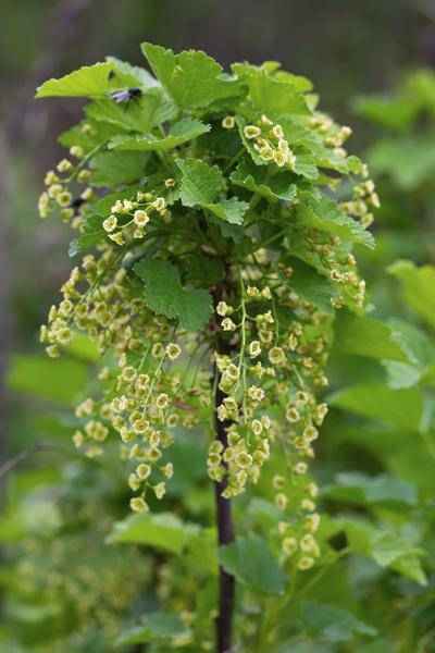 Image of Rote Bio Johannisbeere – Ribes rubrum ‘Jonkheer van Tets’ – Ø13cm – ca. 45cm hoch – Frühe Sorte mit hohem Ertrag – Saure & frische Beeren – winterharte Beerenpflanze
