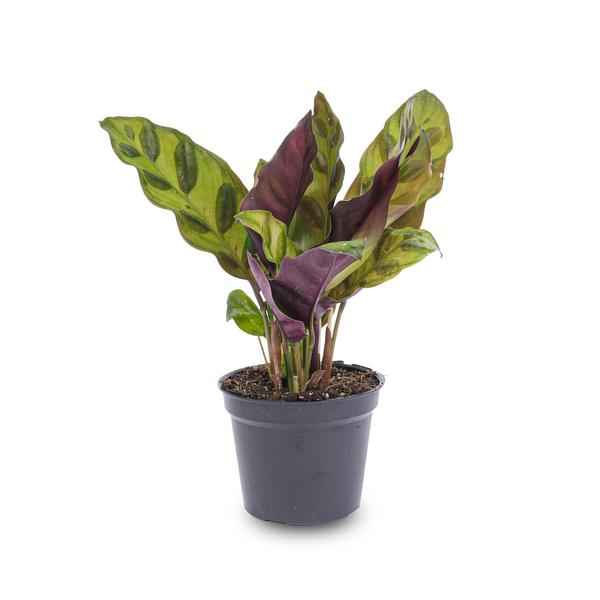Image of Pfauenpflanze Calathea Lancifolia Zimmerpflanze Ø6cm – pflegeleichte Grünpflanze für Wohnzimmer, Büro & helle Standorte kaufen-1
