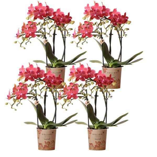 Image of Phalaenopsis Orchideen Kongo Rot – 4 Orchideen – ca. 30-35cm hoch – Ø9cm – rote Mini – Orchideen – Zimmerpflanze für Tisch & Fensterbank-0