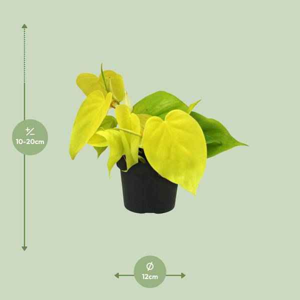 Image of Baumfreund Philodendron Lime – Ø12cm – ↕20cm – Pflegeleichte Zimmerpflanze mit leuchtend grünen Blättern – Tropische Grünpflanze für Wohnzimmer, Büro & Schlafzimmer-1