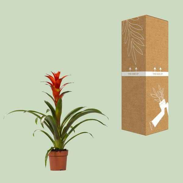 Image of Bromelie Guzmania Ostara Zimmerpflanze Ø12cm ↕45cm – pflegeleichte Grünpflanze für Wohnzimmer, Büro & helle Standorte kaufen