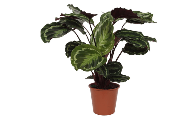 Image of Calathea Medaillon – Korbmarante – Zimmerpflanze mit dekorativen Blättern – Ø19cm – Höhe ca. 80cm – Luftreinigende tropische Pflanze-0