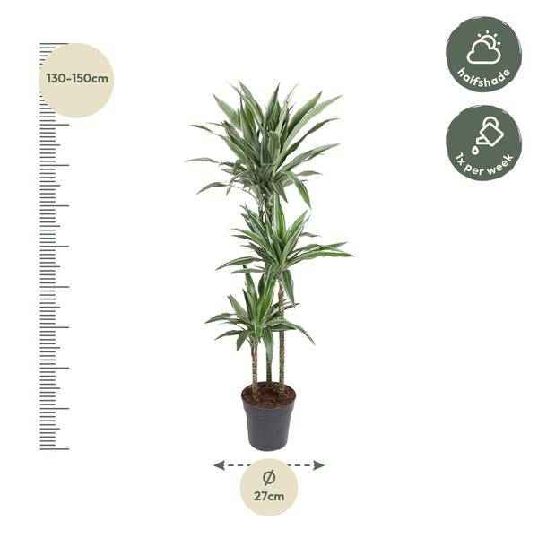 Image of Drachenbaum Dracaena Warneckei Zimmerpflanze Ø27cm ↕140cm – pflegeleichte Grünpflanze für Wohnzimmer, Büro & helle Standorte kaufen