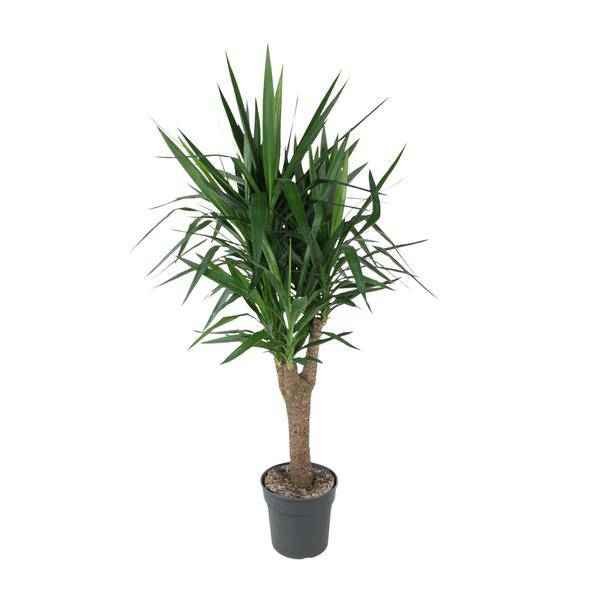 Image of Palmlilie Yucca Elephantipes – Zimmerpflanze – Ø31cm – ↕150cm – Robuste, pflegeleichte Grünpflanze für Innen & Außen