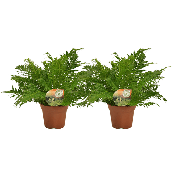Image of Blechnum Silver Lady – Zwerg – Baumfarn – 2 Zimmerpflanzen – Ø17cm – Höhe ca. 50cm – Eleganter Farn mit gefiederten Blättern