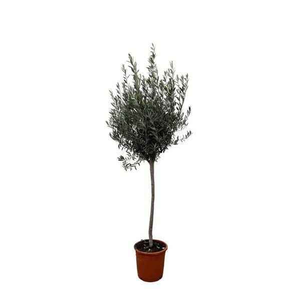 Image of Olivenbaum Gartenpflanze Ø24cm ↕160cm – Pflanze für Garten, Balkon, Terrasse, Kübel & Beet online kaufen