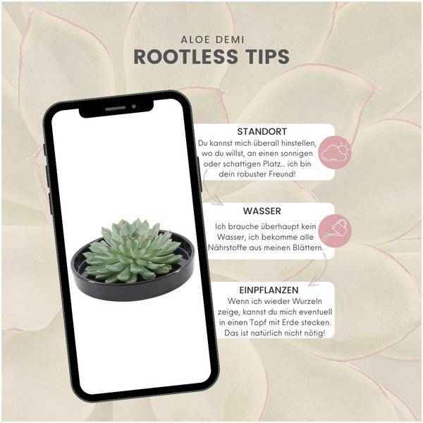 Image of Sukkulente – Echeveria pulidonis ROOTLESS – Ø20cm Schale Schwarz – Zimmerpflanze ohne Wurzeln – Pflegeleichte Schnitt-4