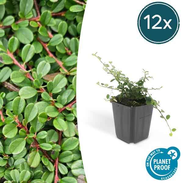 Image of Cotoneaster prostratus 'Streibs Findling' – Zwergmispel – Ø9cm – ↕10-25cm – 12 Pflanzen – Robuster Bodendecker-1