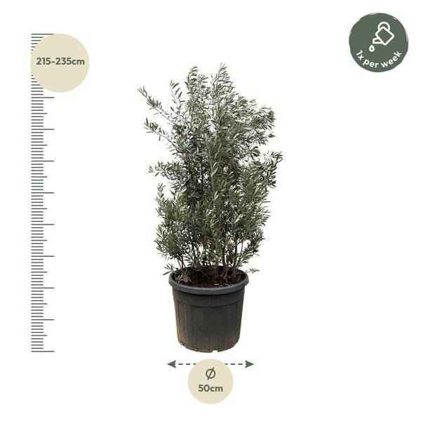 Image of Olivenbaum Olea europaea Strauch mediterrane immergrüne Kübelpflanze Gartenpflanze Ø50cm ↕225cm – Pflanze für Garten, Balkon, Terrasse, Kübel-1