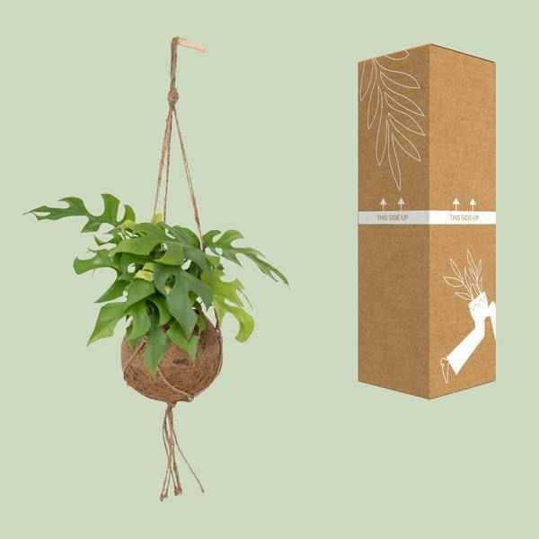 Image of Lochpflanze Monstera Minima Zimmerpflanze Ø15cm ↕25cm – pflegeleichte Grünpflanze für Wohnzimmer, Büro & helle Standorte kaufen-2