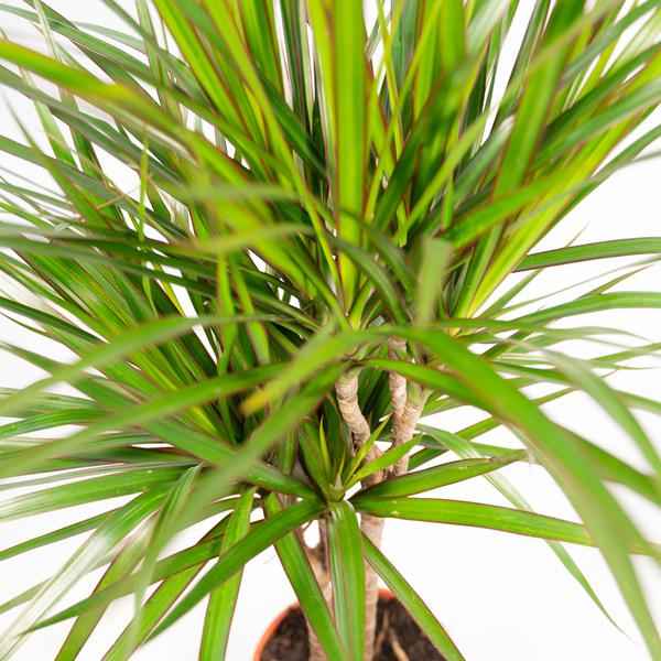 Image of Drachenbaum Dracaena Marginata – Zimmerpflanze – Ø21cm x ↕120cm – Tropische Grünpflanze mit luftreinigend – Pflegeleicht