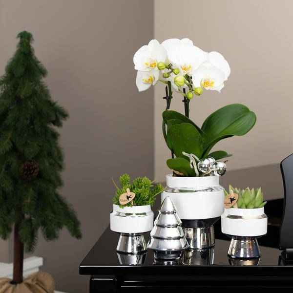 Image of Le Chic Blumentopf Weiß mit silbernen Details – Dekorativer Keramiktopf Ø9cm – Eleganter Ziertopf für Orchideen & Grünpflanzen-1