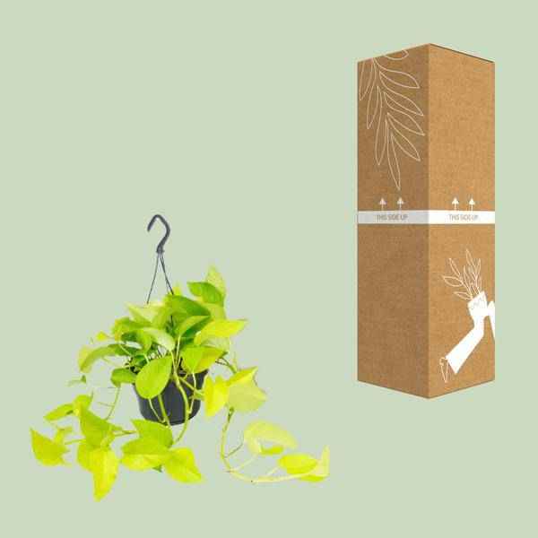 Image of Efeutute Epipremnum Golden Pothos Zimmerpflanze Ø15cm ↕25cm – pflegeleichte Grünpflanze für Wohnzimmer, Büro & helle Standorte kaufen