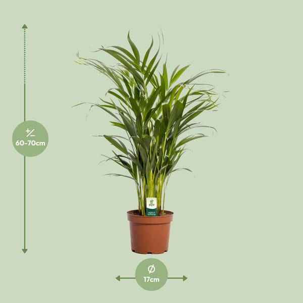 Image of Goldfruchtpalme Dypsis lutescens Zimmerpflanze Ø17cm ↕65cm – tropische Grünpflanze für Wohnzimmer, Büro & helle Standorte kaufen-1