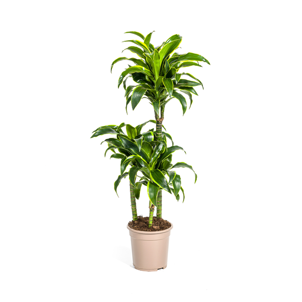 Image of Dracaena Deremensis Dorado – Drachenbaum – Zimmerpflanze – Ø21cm – Höhe 100-120cm – Dunkelgrüne Blätter mit gelbem Rand – Pflegeleicht & dekorativ-0