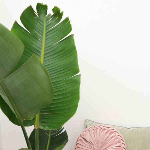 Image of Baum – Strelitzie – Strelitzia Augusta – Weißer Paradiesvogel – Zimmerpflanze – 180cm – Ø30cm – Tropische Grünpflanze für Wohnzimmer und Büro