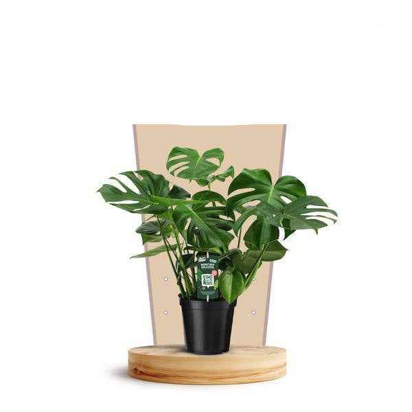 Image of Köstliches Fensterblatt Monstera Deliciosa Zimmerpflanze Ø21cm ↕75cm – pflegeleichte Grünpflanze für Wohnzimmer, Büro & helle Standorte kaufen-0