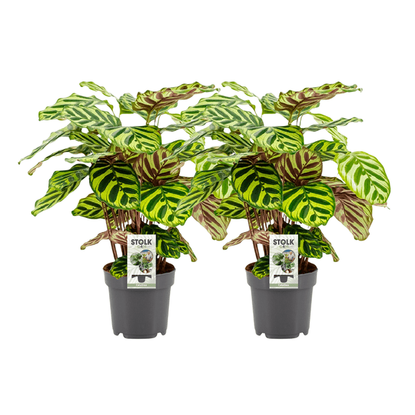 Image of Calathea Makoyana – Pfauen – Korbmarante – 2 Pflanzen – Zimmerpflanze – Ø14cm – ↕45cm – Tropische Blattschönheit – Für Wohnzimmer & Schlafzimmer-0