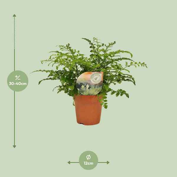 Image of Nestfarn Asplenium Parvati Zimmerpflanze Ø12cm ↕35cm – pflegeleichte Grünpflanze für Wohnzimmer, Büro & helle Standorte kaufen-1