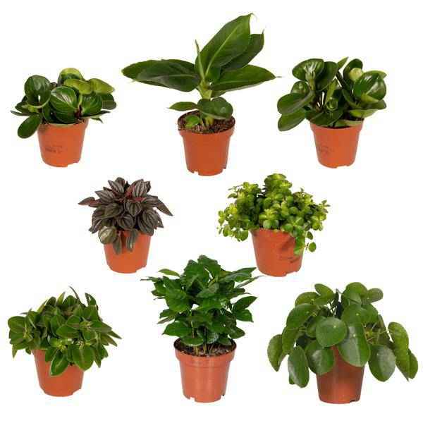 Image of Überraschungsbox mit 8 einzigartigen Zimmerpflanzen Ø12cm ↕25cm – pflegeleichtes Pflanzen Set für Urban Jungle, Fensterbank, Wohnzimmer & Büro-0