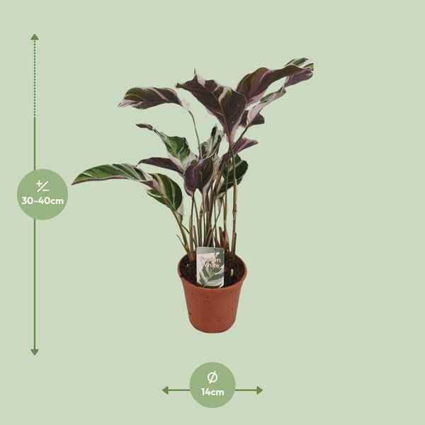 Image of Calathea Fusion White Zimmerpflanze Ø14cm ↕40cm – pflegeleichte Grünpflanze für Wohnzimmer, Büro & helle Standorte kaufen-1