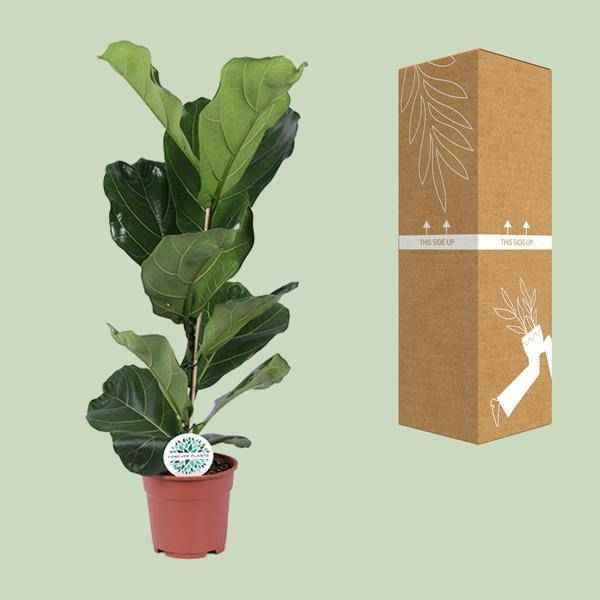 Image of Ficus lyrata – Geigen – Feige – Zimmerpflanze – Luftreinigend – Dekorativ – Ø17cm – Höhe ca. 60cm – Pflegeleicht – Wohnzimmerpflanze