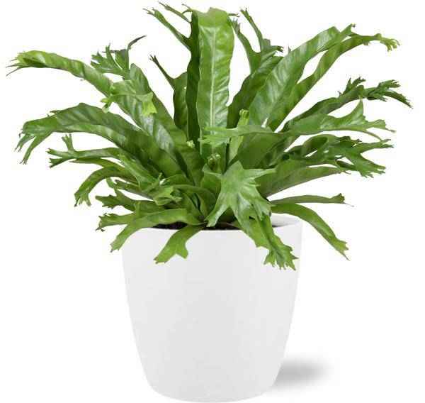 Image of Asplenium Nidus Crissie – Nestfarn – Zimmerpflanze – 40cm hoch – Ø17cm – inkl. Übertopf – dekorativ, pflegeleicht, tropisches Grün