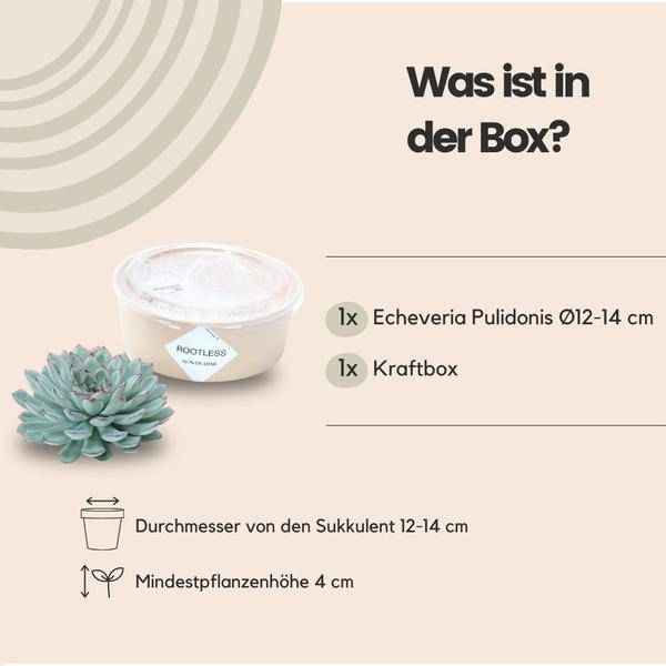 Image of Sukkulente Echeveria pulidonis ROOTLESS Zimmerpflanze – pflegeleichte Sukkulente für Wohnzimmer, Büro & helle Standorte kaufen-3