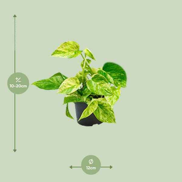 Image of Efeutute Marble Queen – Epipremnum Scindapsus – Ø12cm x H20cm – Pflegeleichte Kletter – & Hängepflanze – Luftreinigend – Im Pflanztopf-1