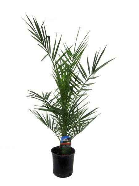 Image of Phoenix Canariensis – Kanarische Dattelpalme – Exotische Zimmer – und Kübelpflanze – Palme für Garten, Terrasse & Wohnung – Ø15cm – ↕80cm-0