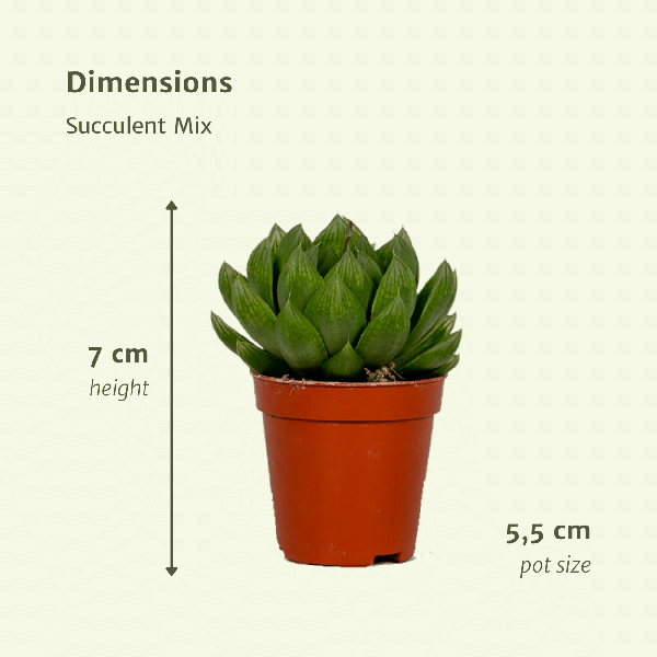 Image of Sukkulenten Mix – 10 Pflanzen – Verschiedene Arten – Aloe Vera, Echeveria, Kalanchoe, Sedum – Zimmerpflanzen im Topf – Ø5,5cm – ↕7cm