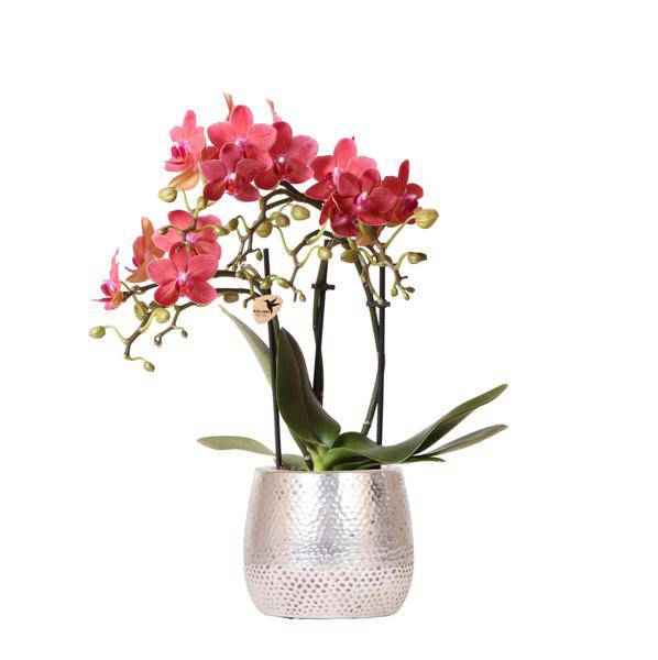 Image of Phalaenopsis Orchidee Rot – Congo – Mit Elite Topf Silber – Ø9cm – Höhe ca. 40cm – Blühende Zimmerpflanze mit 2-3 Zweigen-0