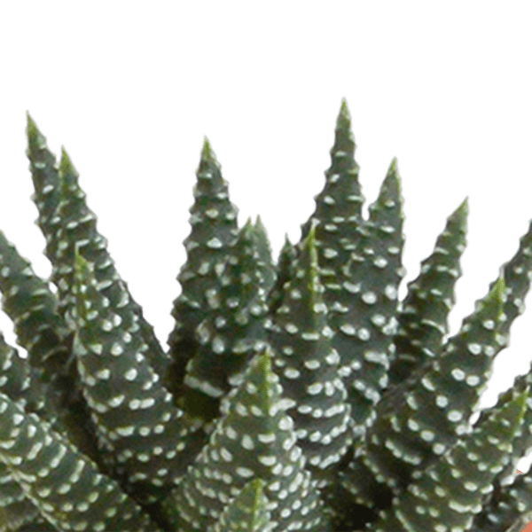Image of Kakteen und Sukkulenten Mix – 15 Pflanzen – Ø5,5cm Zimmerpflanzen – Verschiedene Arten wie Cereus, Echeveria, Haworthia & Crassula