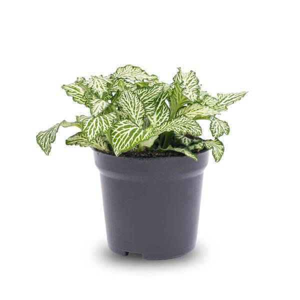 Image of Mosaikpflanze Fittonia White Weißer Tiger Zimmerpflanze Ø8cm – pflegeleichte Grünpflanze für Wohnzimmer, Büro & helle Standorte kaufen-1