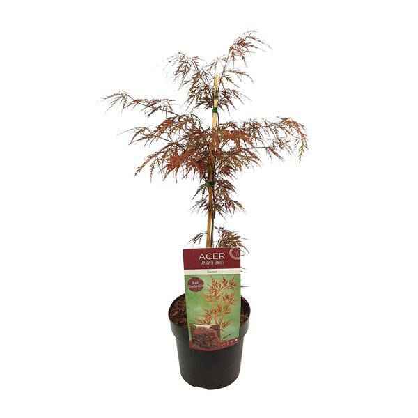 Image of Fächerahorn Acer palmatum 'Granat' Gartenpflanze Ø19cm ↕40cm – winterharte Pflanze für Garten, Balkon, Terrasse, Kübel & Beet online kaufen-0