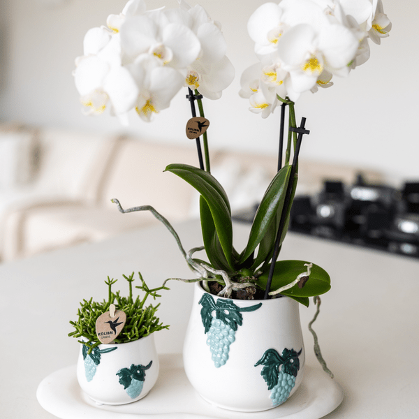 Image of Wolkenteller Ovales Tablett – Weiß – Ø30cm – Dekotablett aus Metall für Orchideen, Pflanzensets & Wohnaccessoires – Modernes Deko-4