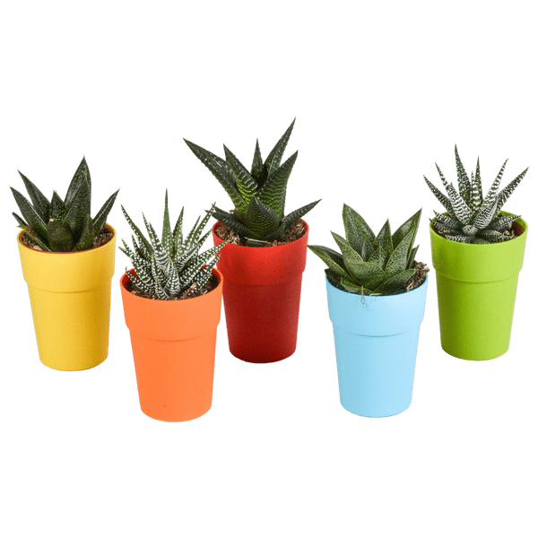 Image of Sukkulenten Mix Gasteria & Haworthia – 5 Pflanzen – Ø5,5cm Zimmerpflanzen im Kunststofftopf mit Holzbeinen – Verschiedene Mini – Sukkulenten-0