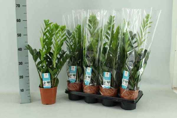 Image of Glücksfeder Zamioculcas – Ø14cm – 65cm hoch – Pflegeleichte Zimmerpflanze – Robust & luftreinigend