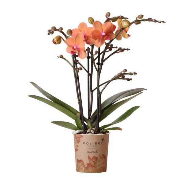 Image of Phalaenopsis Orchidee Zimmerpflanze Ø9cm – blühende Orchidee für Wohnzimmer, Büro & helle Standorte kaufen-0
