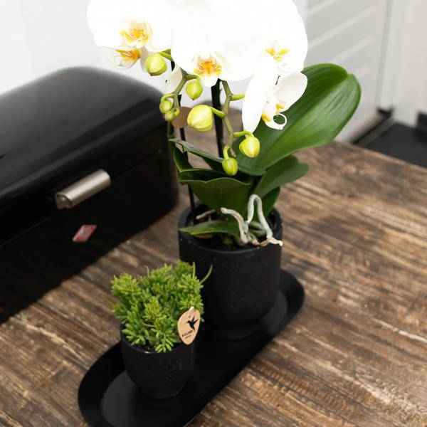 Image of Ovales Tablett Schwarz – Ø30cm x 13cm – Metall – Deko – Tablett für Pflanzensets, Orchideen & Wohnaccessoires – Stilvoller Pflanzenuntersetzer