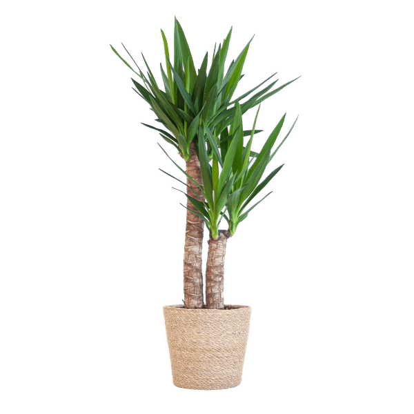Image of Yucca Elephantipes – Riesen – Palmlilie – Zimmerpflanze – 90cm hoch – Ø21cm – inkl. Naturkorb – pflegeleicht, robust, dekorativ-0