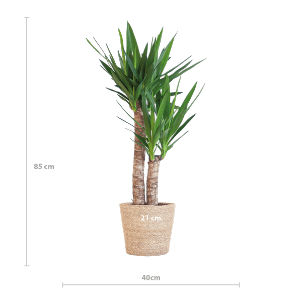 Image of Yucca Elephantipes – Riesen – Palmlilie – Zimmerpflanze – 90cm hoch – Ø21cm – inkl. Naturkorb – pflegeleicht, robust, dekorativ-1
