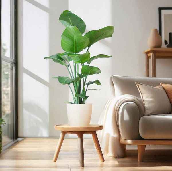 Image of Strelitzia Nicolai – Baum – Strelitzie – Zimmerpflanze – 80cm – Ø21cm – inkl. Übertopf – Große Blätter, tropisches Flair, pflegeleicht-2