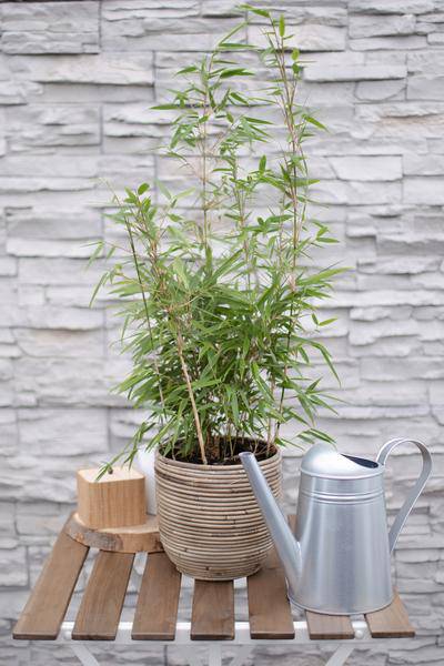 Image of Schirmbambus Fargesia rufa Ø19cm ↕60cm – hochwertiges Produkt für Pflanzen, Garten, Zuhause, Dekoration & moderne Einrichtung-1