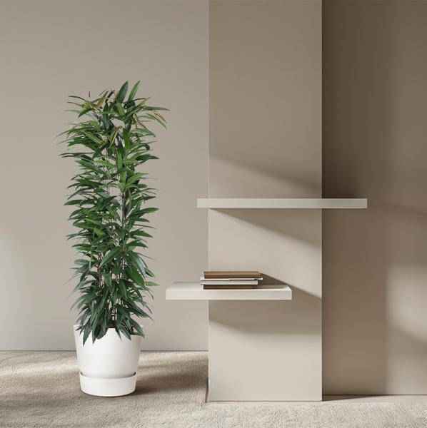 Image of Schmalblättriger Gummibaum – Ficus Alii King 150cm – Ø29cm – Zimmerpflanze mit langen dunkelgrünen Blättern – Pflegeleicht-3