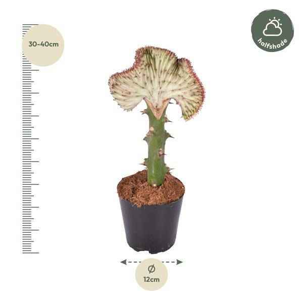 Image of Euphorbia lactea Cristata Rot – Korallen – Wolfsmilch – Zimmerpflanze ca. 35cm – Ø12cm – Exotische Sukkulente in Korallenform-1