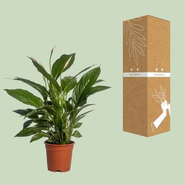 Image of Einblatt Spathiphyllum Vivaldi – Ø17cm – ↕70cm – Pflegeleichte Friedenslilie mit weißen Blüten