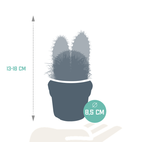Image of Kakteen Mix – 3 Zimmerpflanzen – Ø8,5cm – Verschiedene Kakteen im Mix – Pflegeleichte Sukkulenten – Mini – Kakteen für Fensterbank, Büro & Wohnzimmer-1