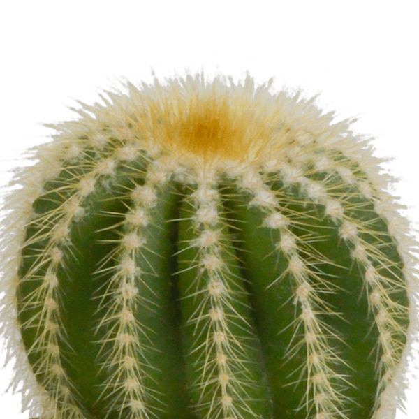 Image of Kaktus Bolcactus Mix – 3 Pflanzen – Ø8,5cm Zimmerpflanzen – Verschiedene Kugelkakteen – Pflegeleichte Sukkulenten für Fensterbank, Büro & Wohnzimmer-2