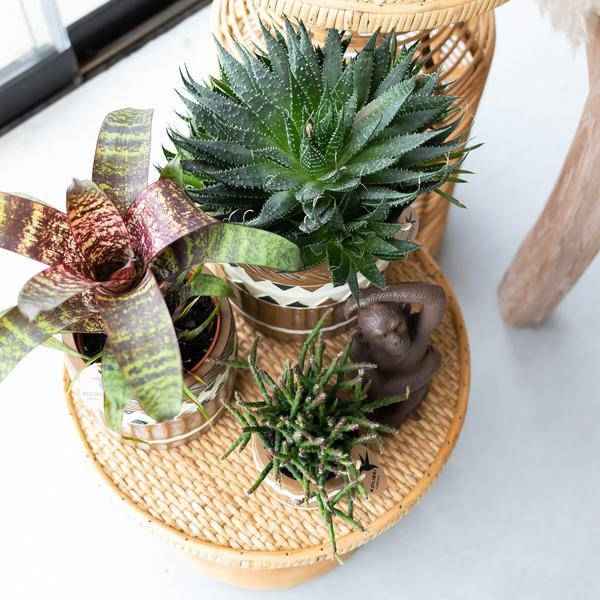 Image of Ornament Dekoskulptur Sitzender Affe – Braun – Handgefertigte Polystone – Figur – 13cm – Dekoration für Zuhause & Pflanzenarrangements